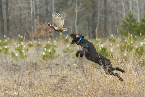 The Different Hunting Dog Breeds and Their Qualities