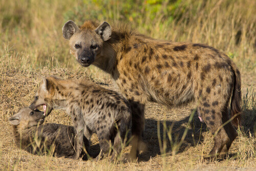 Two hyena cubs playing near their mother, who glares threateningly at the camera.