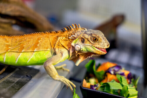 The Iguana’s Diet and Its Importance to its Health