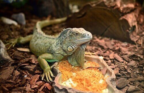 Fruit shouldn’t exceed 15% of the iguana's diet.