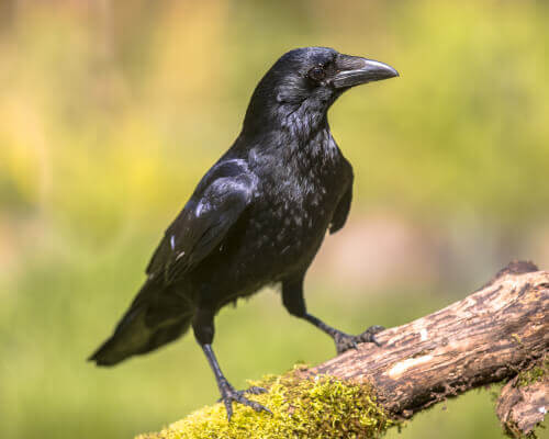 The Intelligence of Crows
