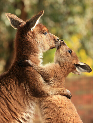 A kangaroo with its joey.