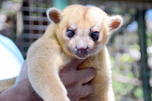 One of the prohibited animals: kinkajou