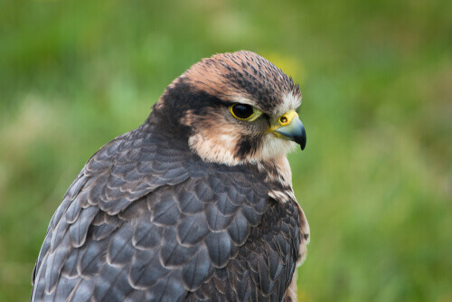 Bird of prey that breeds mainly in Africa.