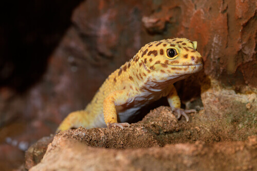 A leopard gecko lies in wait.
