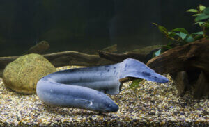 A Lepidosiren paradoxa in a fish tank.