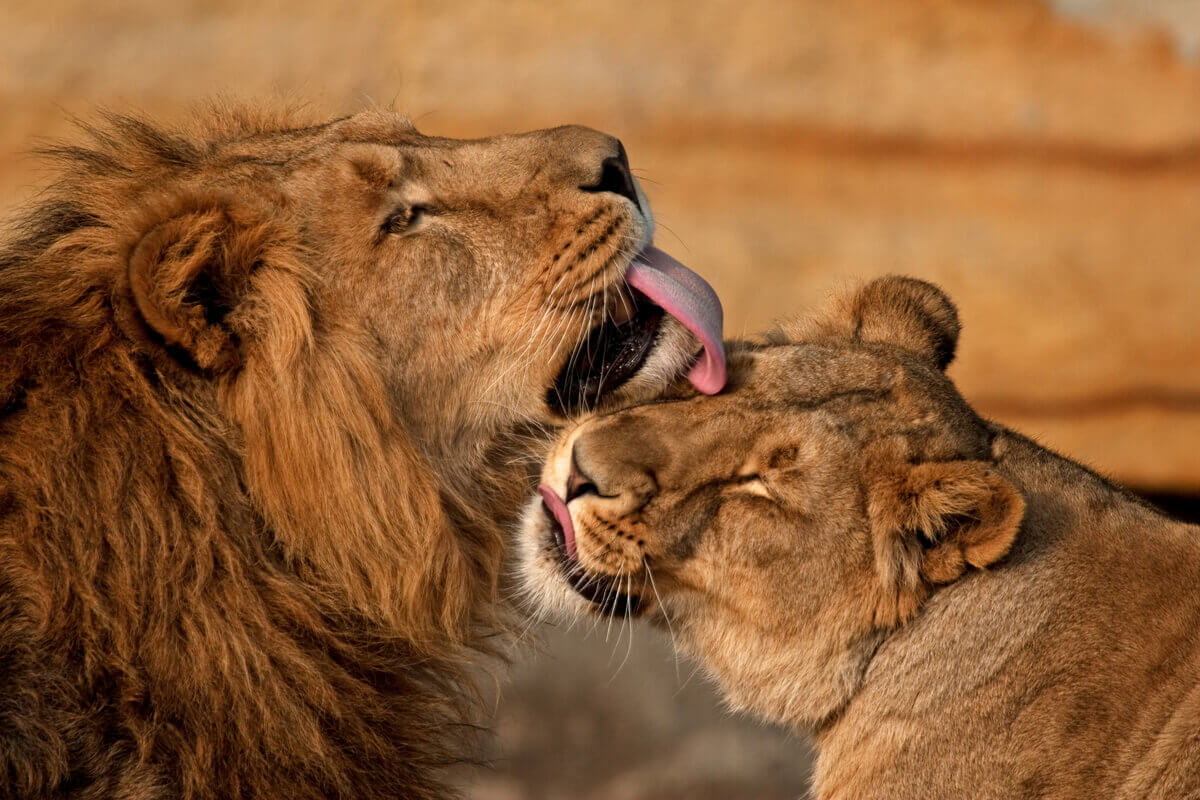 Lionesses Maternal Instinct My Animals Lionesses Maternal Instinct My Animals