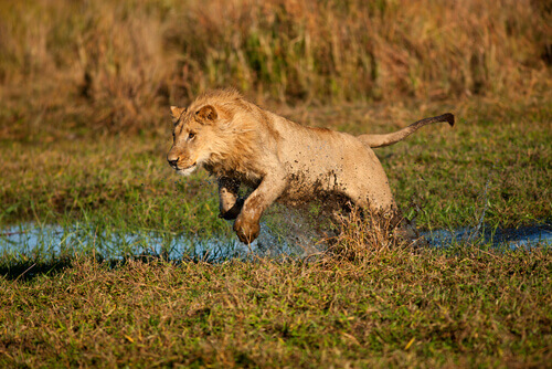 How lionesses hunt.