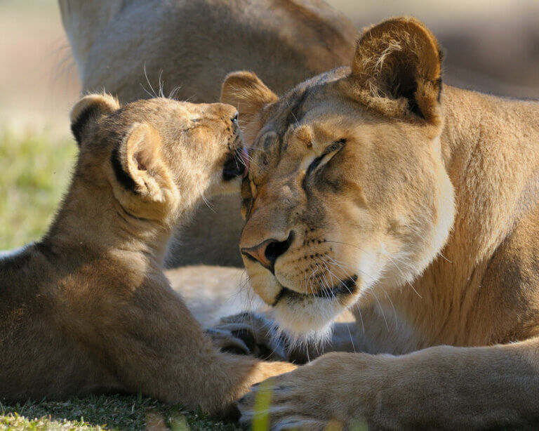 Lionesses' Maternal Instinct