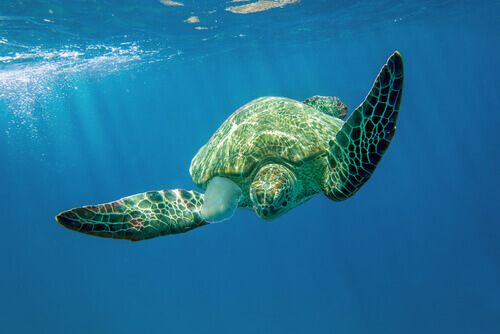A turtle swimming.