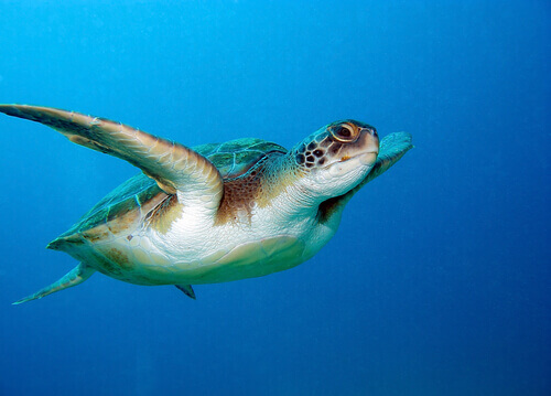 The Incredible Sense of Direction of the Loggerhead Sea Turtle