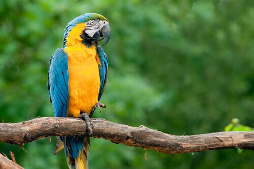A yellow macaw, one of the toothless animals.