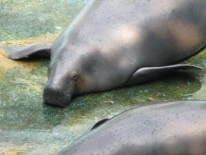 Discover 5 Species that Inhabit the Amazon River