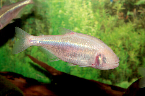 The Mexican tetra.