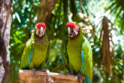 Two militari macaws.