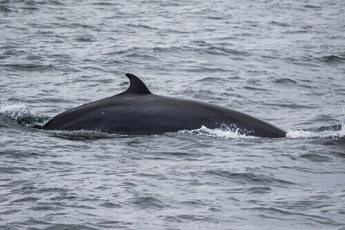 A Minke whale surfaces.