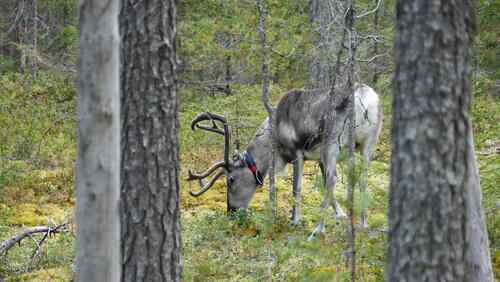 A deer in the virgin boreal forest.