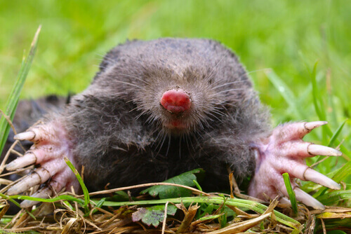 The European mole.