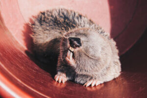 Discover 5 Blind Animals