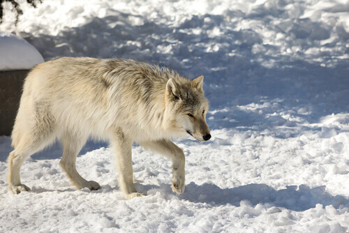 The Northwestern wolf.