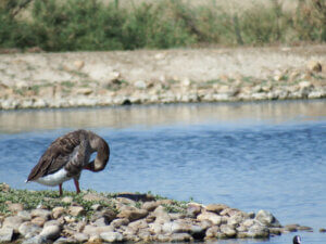 8 Helpful Tips for Observing Wildlife