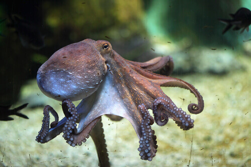 A octopus swimming near the sea floor.