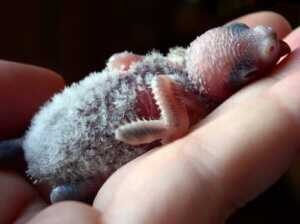 How to Feed Parakeet Chicks