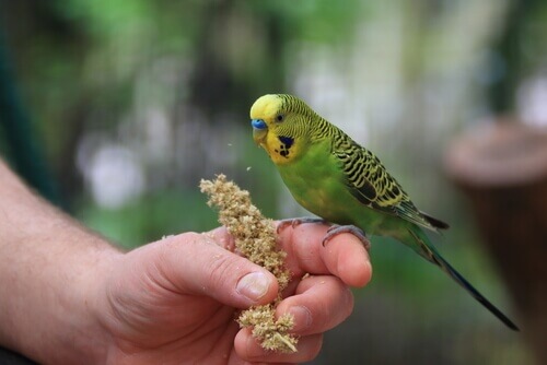 A parakeet eating.