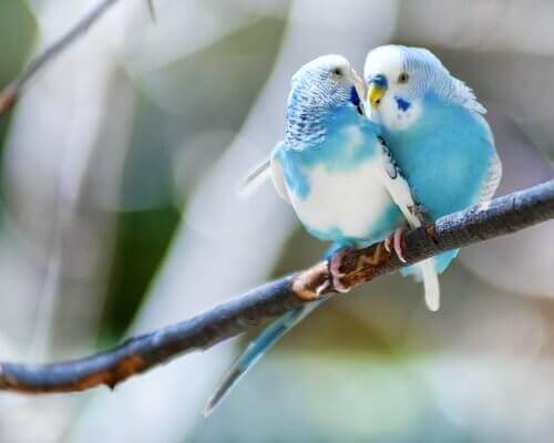 Parakeets in the mating season.
