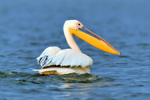 A pelican in a lake.