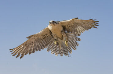 Fastest-Flying Birds in the World; Get to Know the Top Five Here