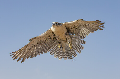 The incredible speed of the birds of prey.