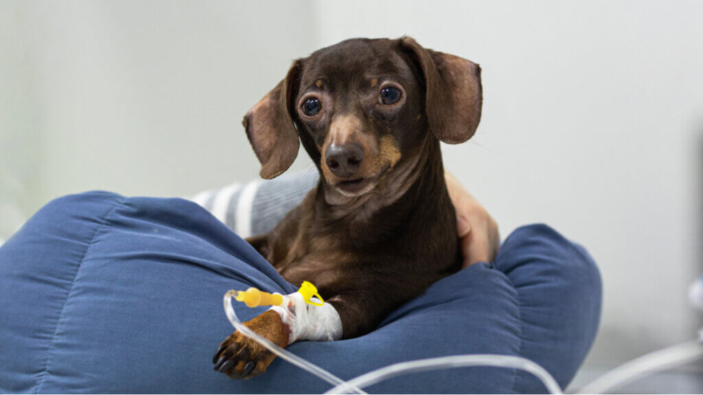 how long can an iv catheter stay in a dog