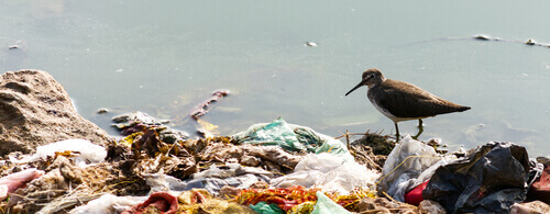 A seabird on a rubbish pile.