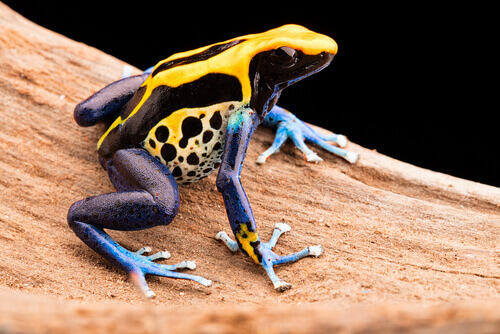 Poison Dart Frog: A Deadly Tropical Frog