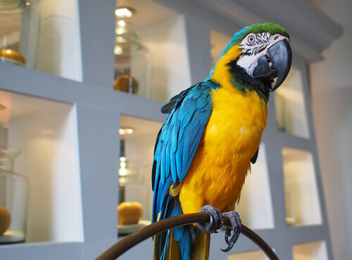A parrot's behavior while posing for the camera.