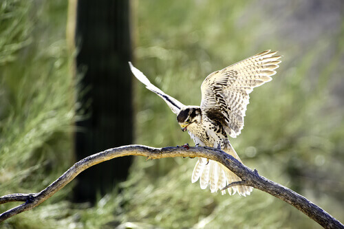 The prairie falcon lives in northwestern America.