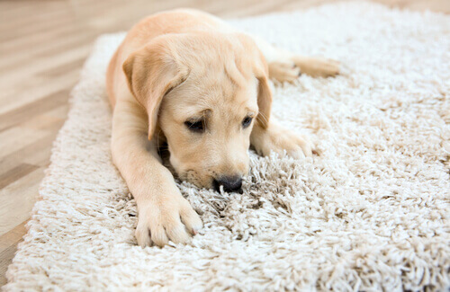 A puppy licking the carpet.