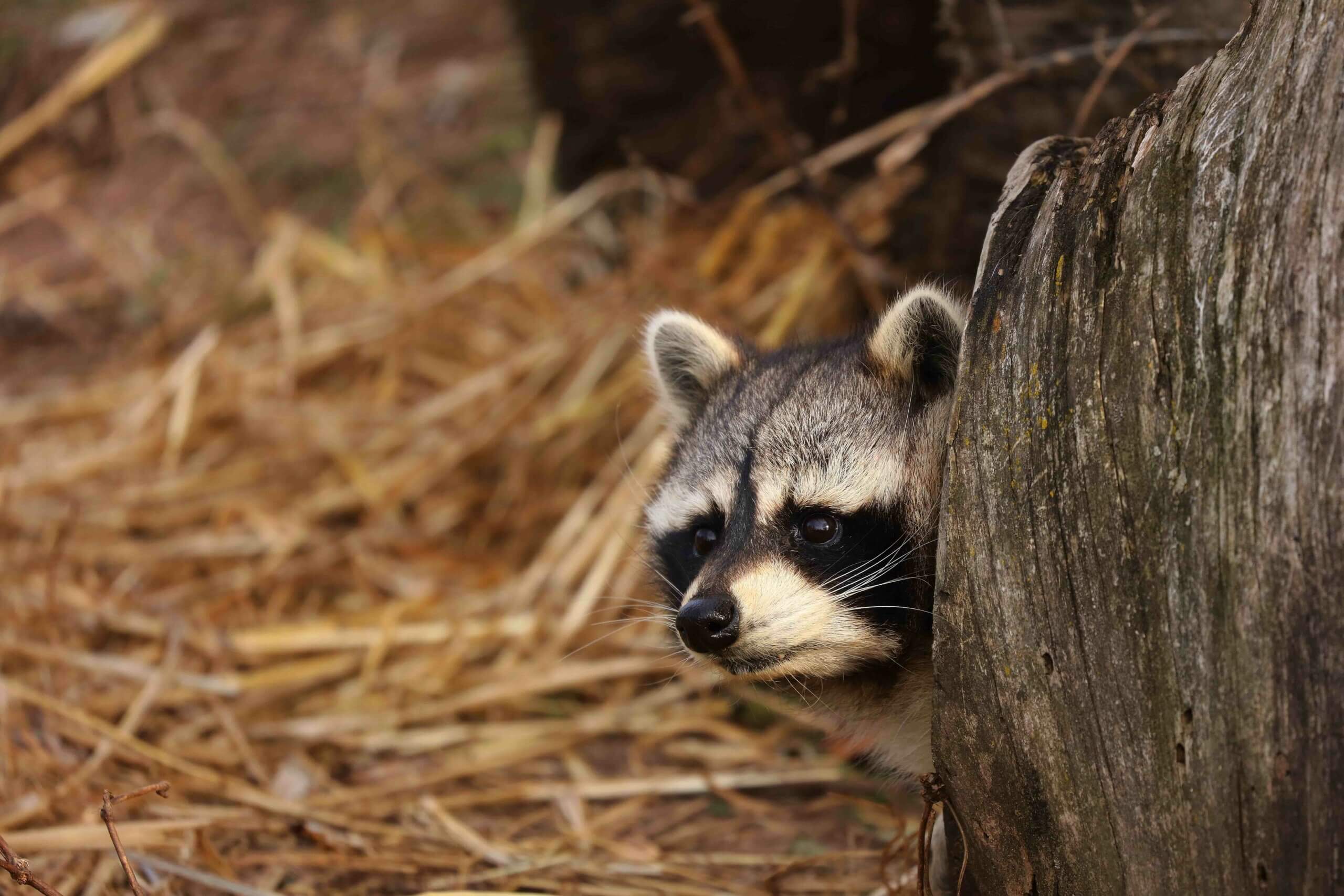 A racoon peeking out from behind a tree stump.