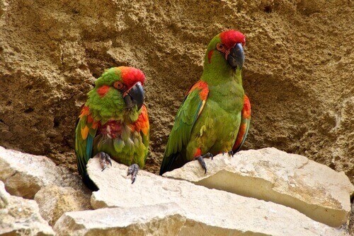 Two red dotted macaws.