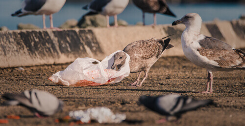 The Effects of Climate Change and Plastic Pollution on Seabirds