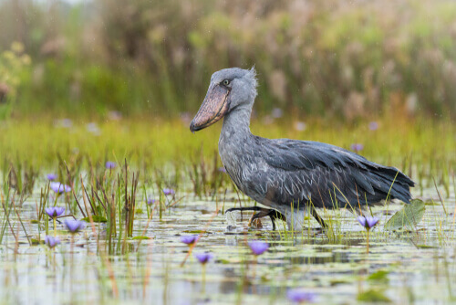 A shoebill stork in a pond.