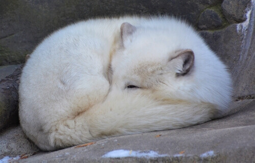 A sleeping polar fox.