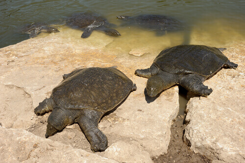 Two African softshell turtles taking a sunbath. 