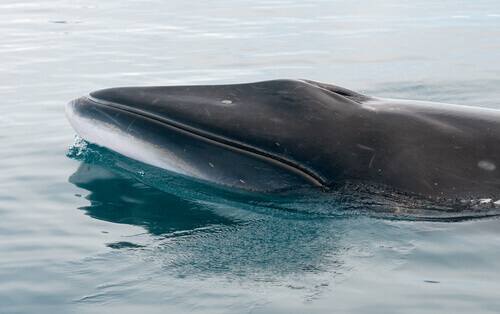 A Southern whale swims in the ocean.