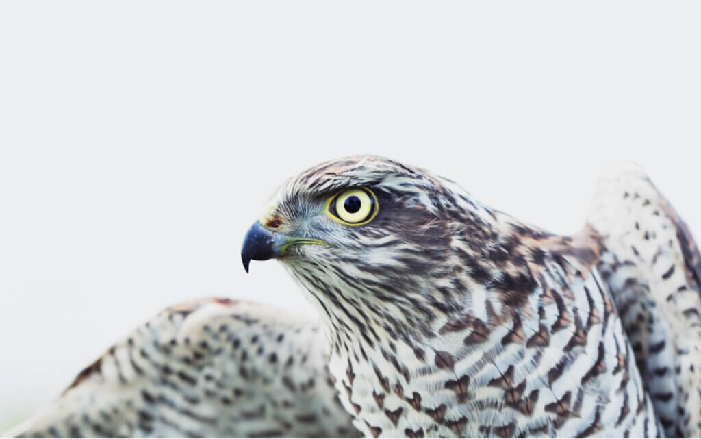 4 Interesting Facts About the Eurasian Sparrowhawk
