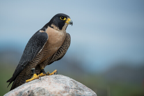 5 Species of Falcon