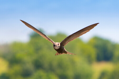 Swift: habitat.