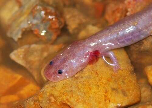 The Texas blind salamander.