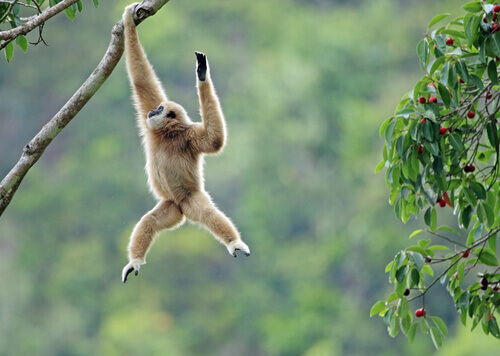 Discover the Gibbon: Lesser Apes of Asia